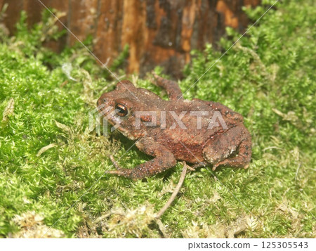 Closeup on a juvenile brown Common European toad, Bufo bufo on green moss 125305543