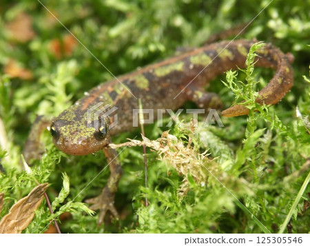 Closeup on a juvenile endangered green French marbled newt, Triturus marmoratus posing on moss Closeup on a juvenile endangered green French marbled newt, Triturus marmoratus posing on moss 125305546