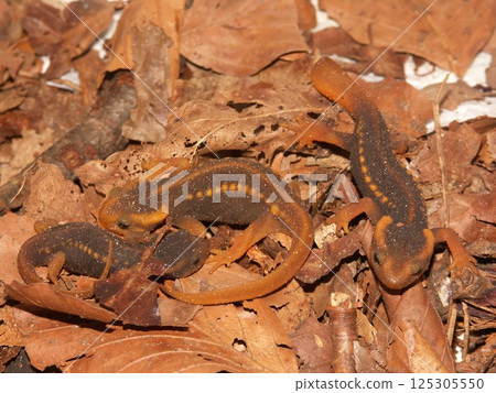 Closeup on a group of juvenile Burmese Crocodile newts, Tylototriton verrucosus, sitting on dried leafs 125305550