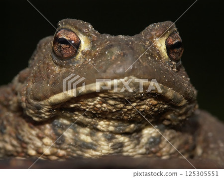 Extreme Facial close-Up Portrait of a Common European Toad, Bufo bufo 125305551