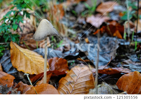 Close-up on a Conical Brittlestern mushroom Psathyrella conopilus 125305556