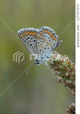 Closeup on an Icarus blue Butterfly, Polyommates icarus Perched on Dried Plant Stem Closeup on an Icarus blue Butterfly, Polyommates icarus Perched on Dried Plant Stem 125305557