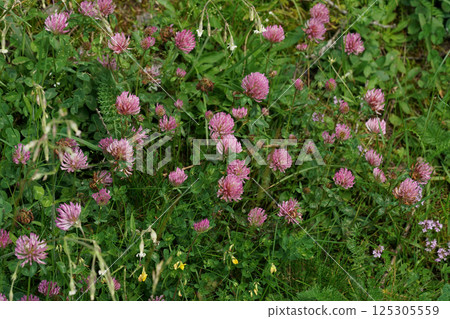 Pink Clover, Trifolium pratense, Flowers in a Lush Green Field Pink Clover, Trifolium pratense, Flowers in a Lush Green Field 125305559