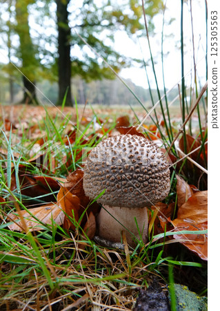Wide angle on the Blusher Mushroom, Amanita rubescens, in Autumn Forest Wide angle on the Blusher Mushroom, Amanita rubescens, in Autumn Forest 125305563