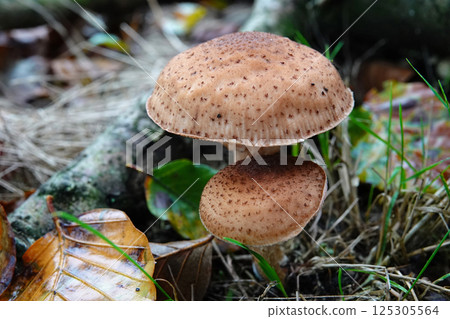Closeup on two brown edible honey mushroom Armillaria ostoyae Brown Mushrooms in Forest Setting 125305564