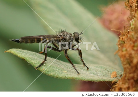 Robber Fly Perched on Leaf 125305566