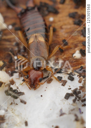 Close-up of a European Earwig, forficula auricularia, on Decaying Wood 125305568