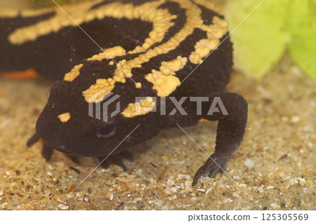 Closeup on a colorful aquatic adult endangered Laos warty newt, Paramesotriton laoensis underwater 125305569