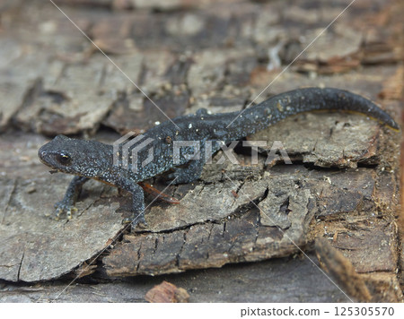 Closeup on the European Alpine newt, Ichthyosaura alpestris posing on wood 125305570