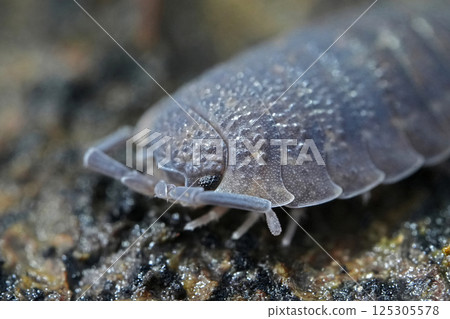 Extreme closeup on a Rough woodlouse, Porcelio scaber 125305578