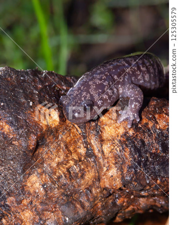 Closeup on the rare Japanese spotted or Sagami salamander,Hynobius naevius 125305579
