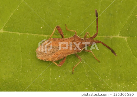 Closeup of the denticulate leatherbug, Coriomeris denticulatus, on a green leaf 125305580