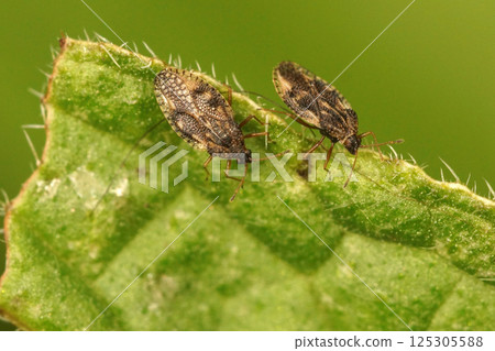 Closeup of 2 small lacebugs, Dictyla humili, on leaf of green alkanet or evergreen bugloss, Pentaglottis sempervirens 125305588