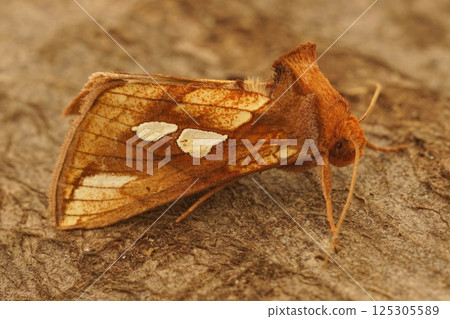 Closeup on the Gold Spot owlet moth, Plusia festucae sitting on wood 125305589