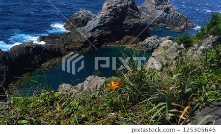 Flowers blooming on seaside rocks Flowers blooming on seaside rocks 125305646