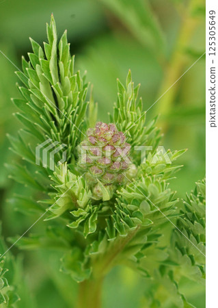 Vertical closeup on an emerging Salad burnet perennial plant, Sanguisorba minor 125305649