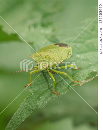 Green Shield Bug, Palomena prasina, on Leaf with Water Droplets Green Shield Bug, Palomena prasina, on Leaf with Water Droplets 125305650