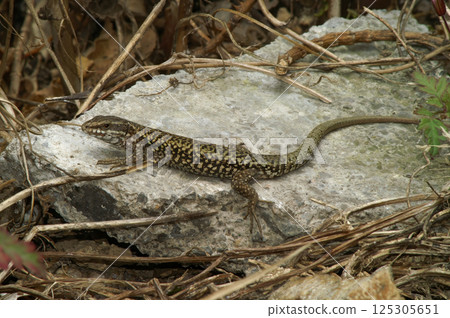 Closeup on a European wall lizard, Podarcis muralis sitting on a stone Closeup on a European wall lizard, Podarcis muralis sitting on a stone 125305651