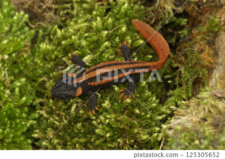 Closeup on the colorful but endangered Chinese Red-tailed Knobby Newt, Tylototriton kweichowensis 125305652