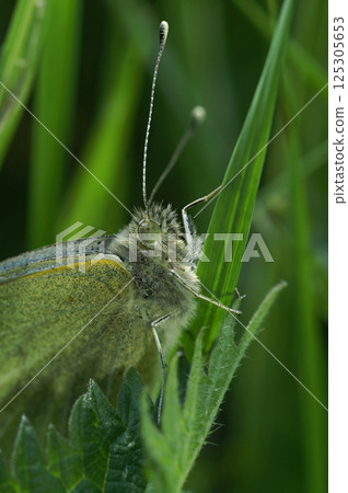 Closeup on the Green-veined White butterfly, Pieris napi, resting in the grass 125305653