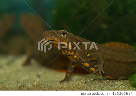 Closeup on a pet-trade imported Longli Warty Newt , Paramesotirton longliensis in an aquarium 125305654