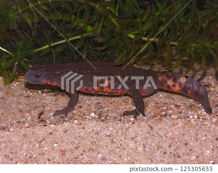 Closeup on a male Japanese fire-belied newt, Cynops pyrrhogaster in an aquarium 125305655