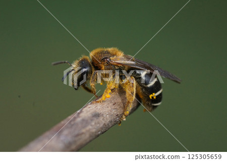 Closeup on a fresh emerged female Orange-legged furrow bee, Halictus rubicundus on a twig against a green background 125305659