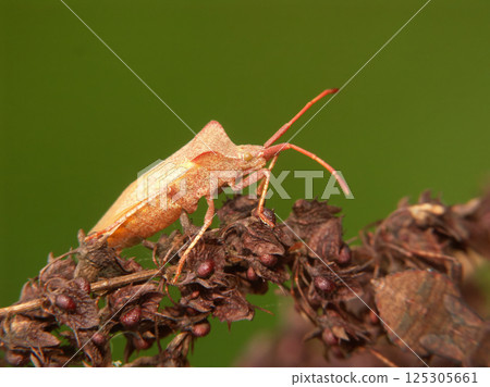 Closeup of a pale colored Brown dock bug, Coreus marginatus, thatfreshly changed it's skin Closeup of a pale colored Brown dock bug, Coreus marginatus, thatfreshly changed it's skin 125305661