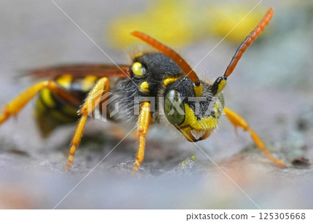 Frontal closeup on a male black Gooden's nomad bee, Nomada goodeniana 125305668