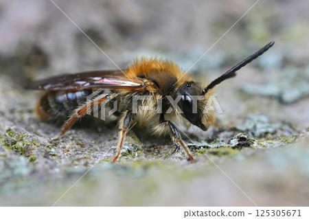 Detailed closeup on a male Red-tailed mining bee, Andrena hameorrhoa 125305671