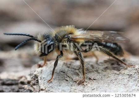 Closeup on a male Chocolate mining bee, Andrena scotica posing on wood Closeup on a male Chocolate mining bee, Andrena scotica posing on wood 125305674