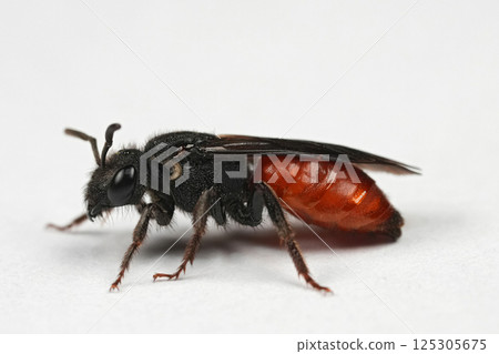 Colorful detailed closeup on a large red blood bee , Sphecodes albilabris on white background 125305675