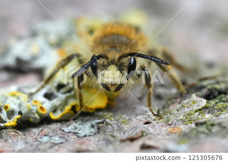 Closeup on a male Buff-tailed mining bee, Catsear mining bee, Andrena humilis 125305676