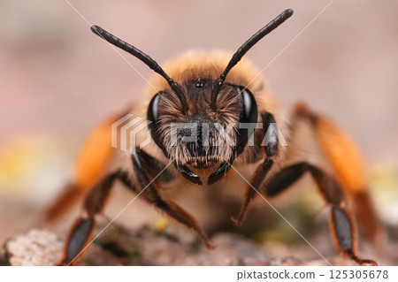 Facial closeup on a female Grey-gastered mining bee, Andrena tibialis Facial closeup on a female Grey-gastered mining bee, Andrena tibialis 125305678