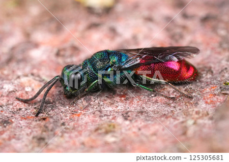 Closeup on a colorful metallic red and blue jewel or gold wasp, Chrysis ignita or the Ruby tailed cuckoo wasp, a parasitic wasp species 125305681