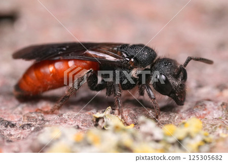 Closeup on the large ruby red colored White-lipped blood bee, Sphecodes albilabris, a parasitic solitary bee species Closeup on the large ruby red colored White-lipped blood bee, Sphecodes albilabris, a parasitic solitary bee species 125305682