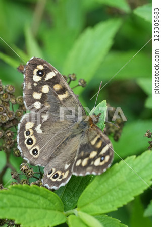Vertical closeup on the Brown speckled butterfly, Pararge aegeria with spread wings 125305683