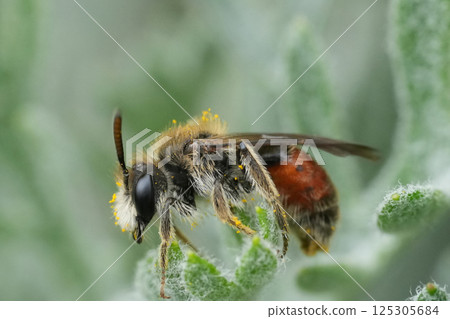 Closeup on a colorful cute red girdled mining bee, male Andrena labiata , sitting on the tip of a grey-colored plant 125305684
