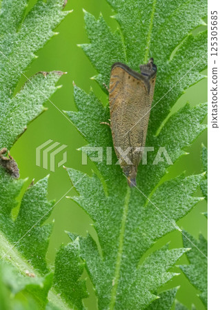 Closeup on the small Lead-coloured Daisy Moth, Dichrorampha plumbana on a green leaf 125305685