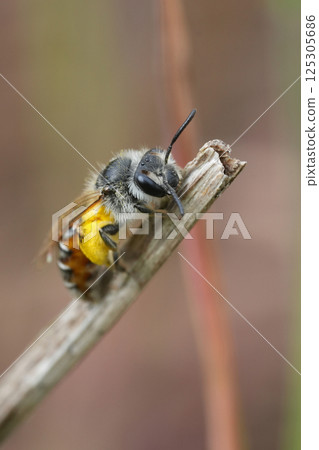 Closeup on a cute small female Red-bellied miner mining bee, Andrena ventralis loaded with yellow pollen 125305686
