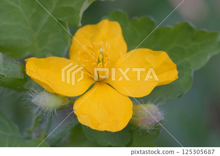 Closeup on a flower of the medical plant greater celandine, Chelidonium majus used in traditional medicine 125305687