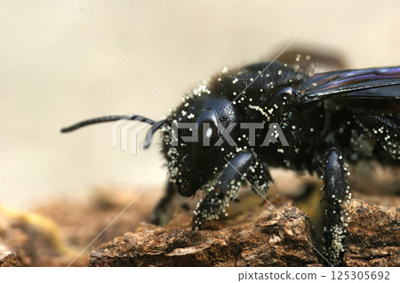 Closeup on a large black carpenter bee, Xylocopa violacea covered with white pollen Closeup on a large black carpenter bee, Xylocopa violacea covered with white pollen 125305692