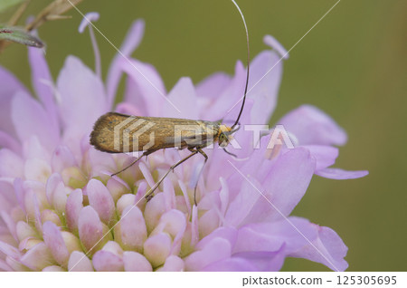Close up on yellow metallic colored longhorn micro moth the Nemophora metallica on, a pink scabious flower Close up on yellow metallic colored longhorn micro moth the Nemophora metallica on, a pink scabious flower 125305695