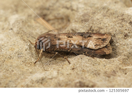 Closeup of the dark sword-grass moth, Agrotis ipsilon Closeup of the dark sword-grass moth, Agrotis ipsilon 125305697