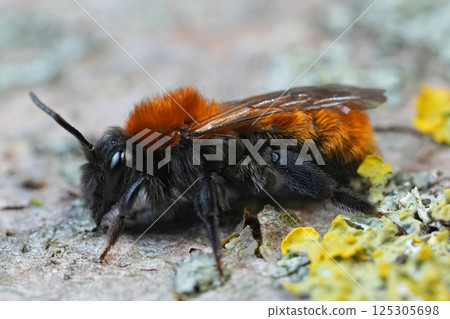 Closeup on a colorful fluffy female Tawny mining bee, Andrena fulva on a yellow flower 125305698