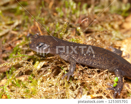 Closeup on the Japanese Hokkaido hynobid salamander, Hynobius retardatus Closeup on the Japanese Hokkaido hynobid salamander, Hynobius retardatus 125305701