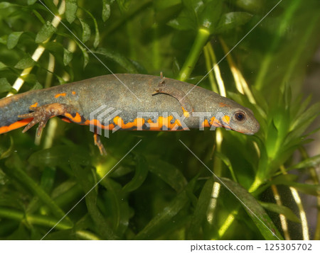 Closeup on a Chinese Yiwu hynobid , Hynobius yiwuensis on green moss 125305702