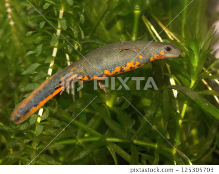 Closeup on a Chinese Yiwu hynobid , Hynobius yiwuensis on green moss 125305703