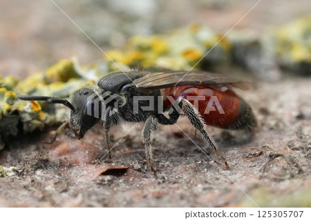 Closeup on a red colored cleptoparasite female Box-headed blood bee, Sphecodes monilicornis Closeup on a red colored cleptoparasite female Box-headed blood bee, Sphecodes monilicornis 125305707