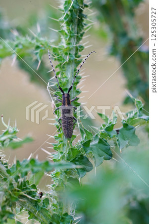 Closeup on a Golden-bloomed grey longhorn beetle, Agapanthia villosoviridescens on a thistle 125305727